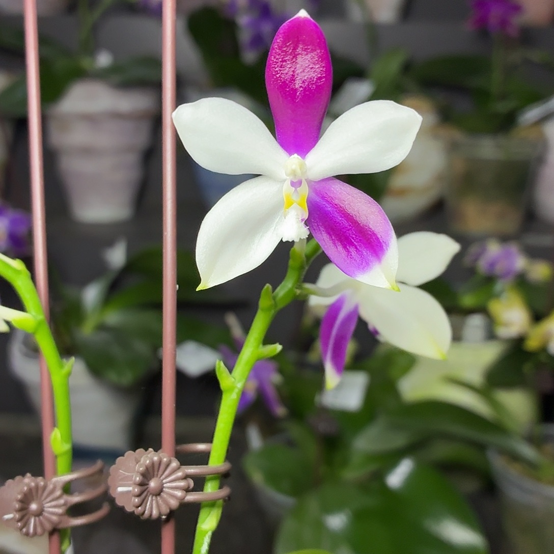 当前无花朵，栽培后可花朵A1108yss1215