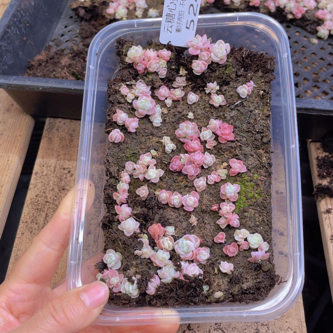 云糖心多肉植物524