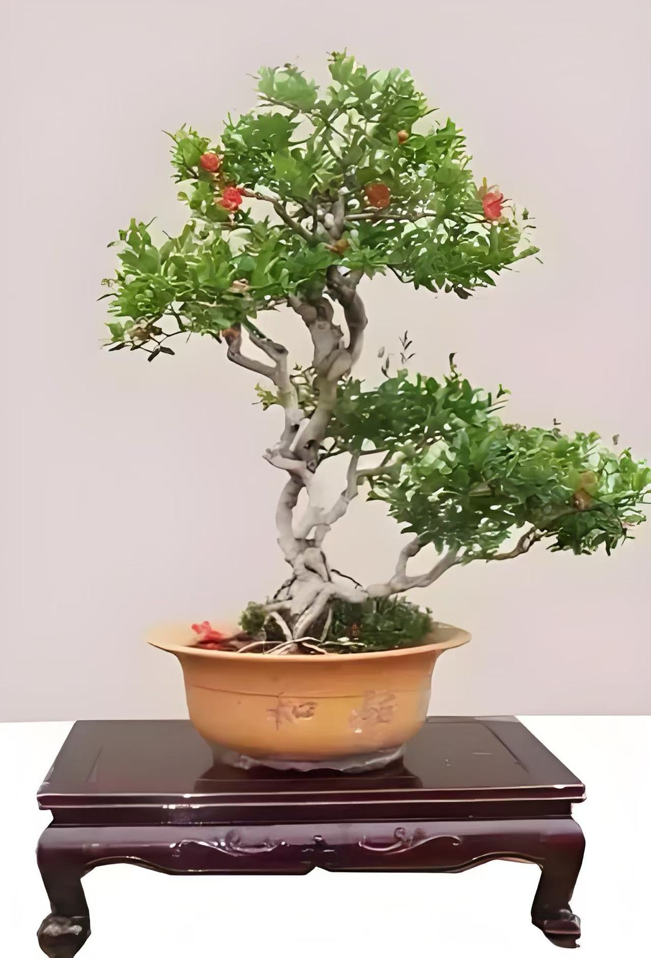 美观好养易活的枸杞牡丹石榴海棠盆景盆栽老桩