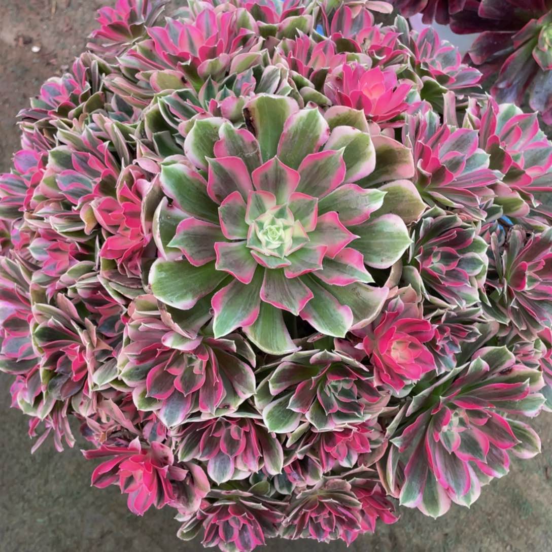 321大大男神精品法师老桩