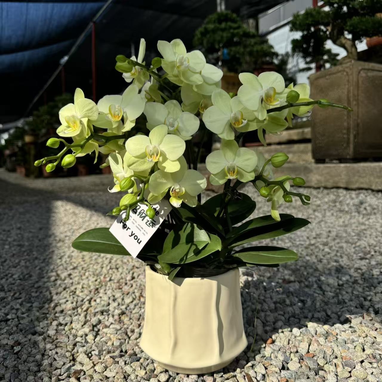  蝴蝶兰 《卡丽》 四季爆款绿色系清新花花 好养带花带花苞