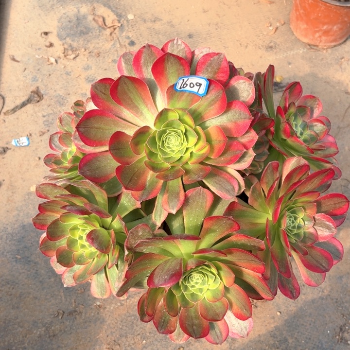 万奶白锦1609法师多肉