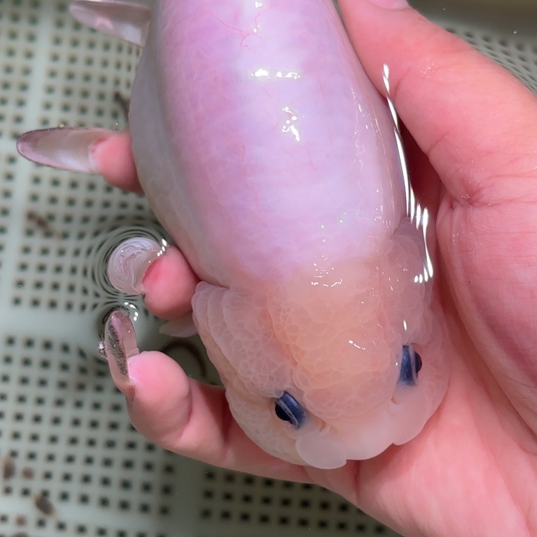 狂***金鱼不拍包装运费到付，拍包装包邮