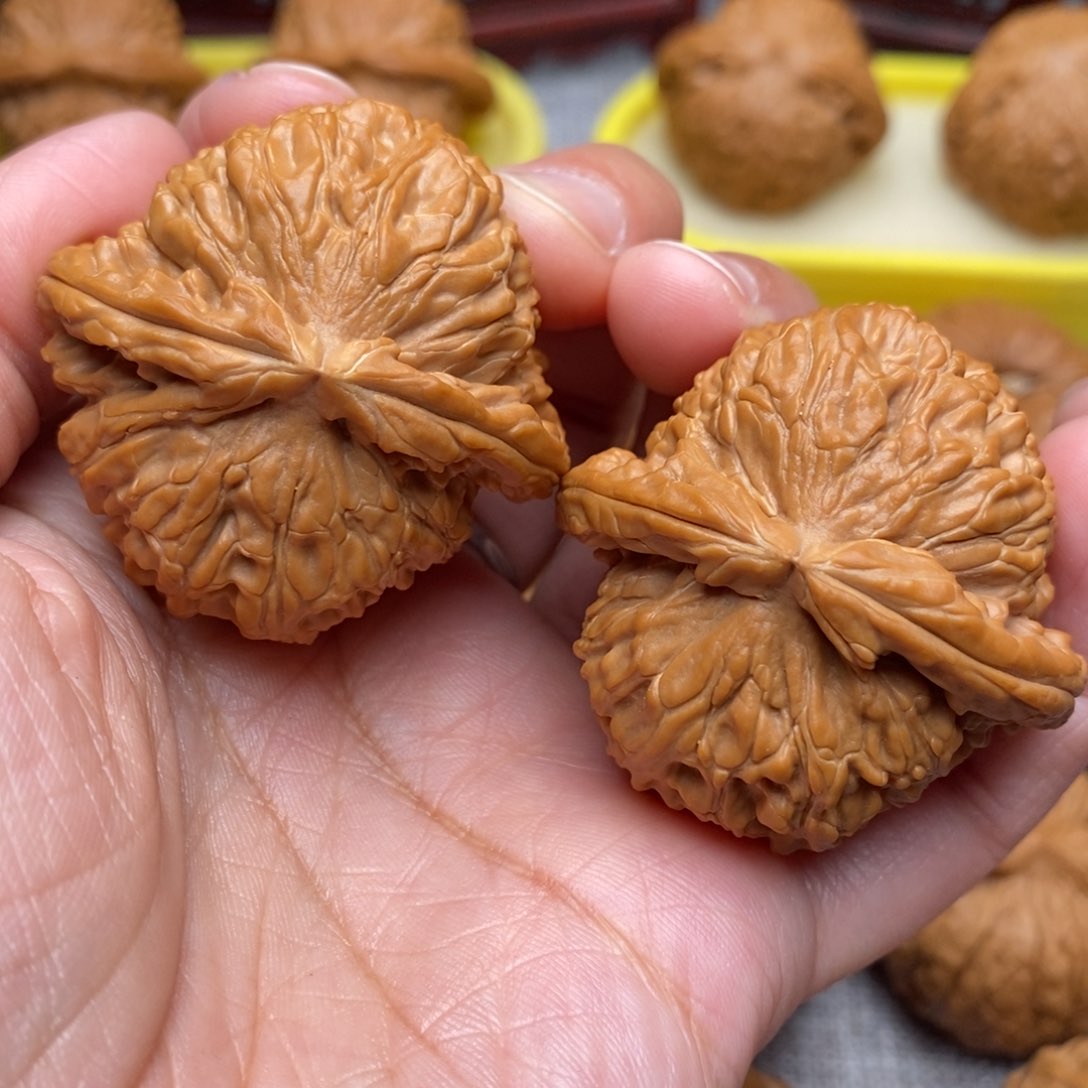 文玩核桃把件全品毕业白狮子42.5尺