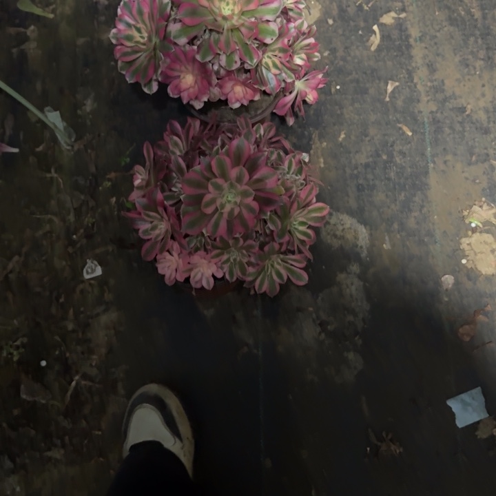 ꧔***࿐一单包邮不包侧枝49