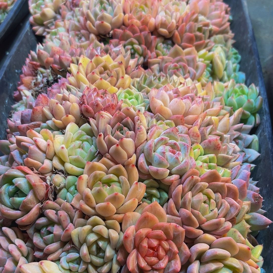 1***爷349多肉葡萄的味道是真的