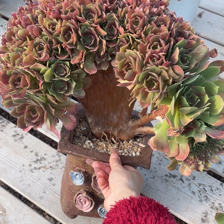 多肉葡萄多水果葡萄也要好好