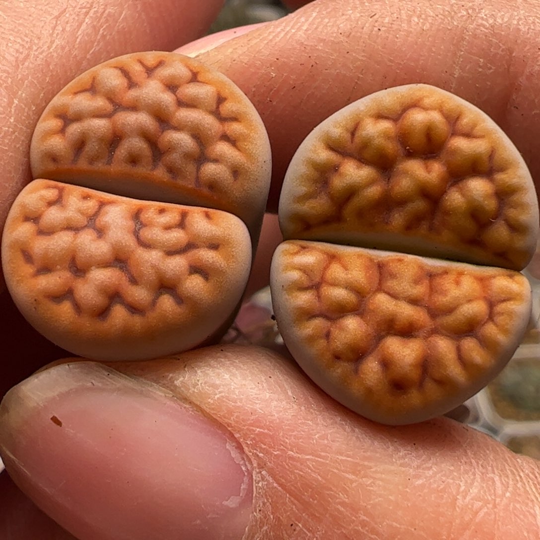 特价拿铁花纹多肉植物百科