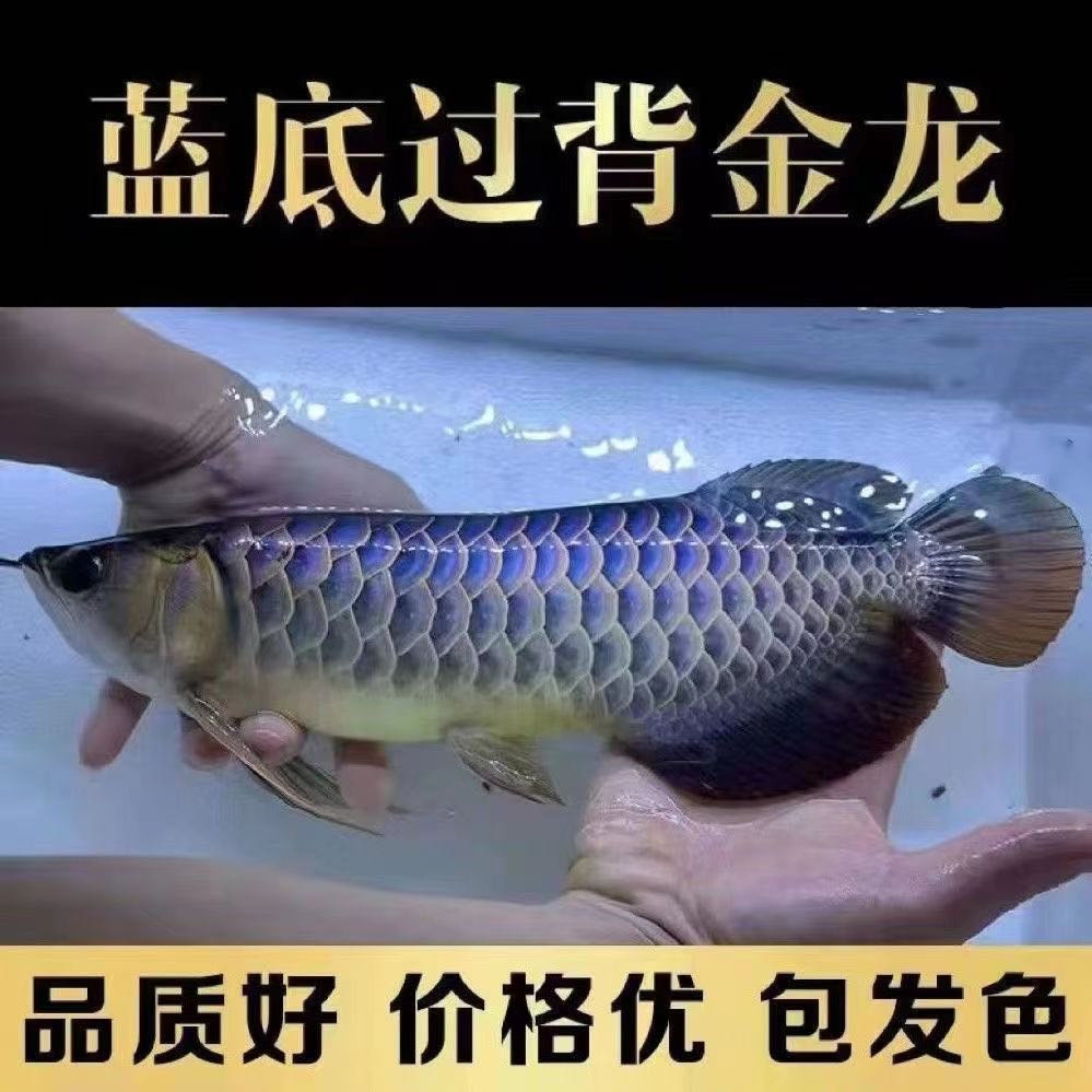 【竞品】古典蓝底金龙金头过背金龙马来西亚新加坡金龙竞品链接