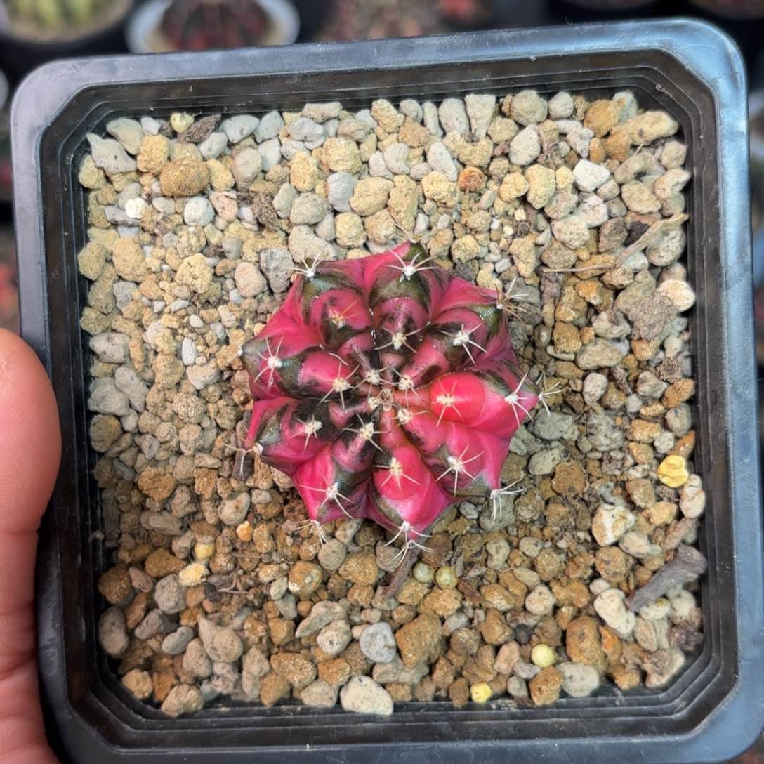 泰系米哈仙人球500