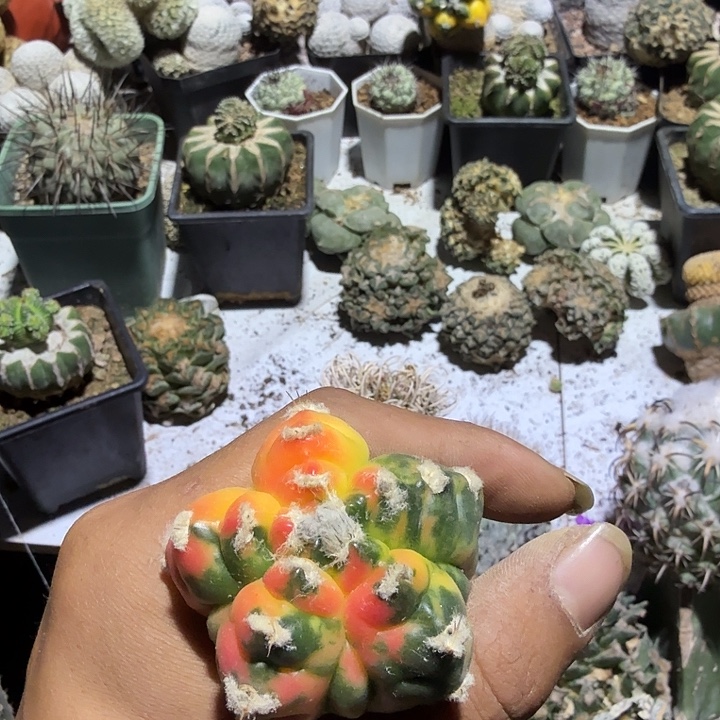 老***了红龟甲鸾凤玉仙人球