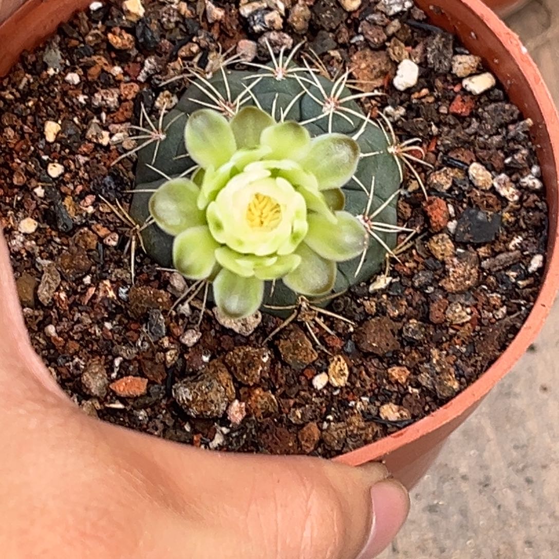 *****实生绯花玉仙人球1