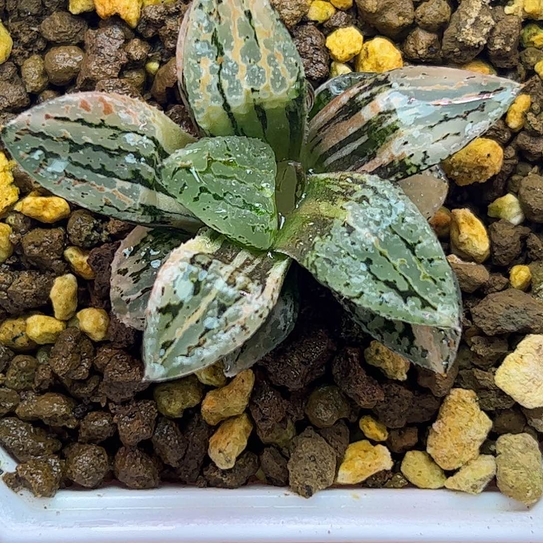 马丽丽cp锦十二卷多肉