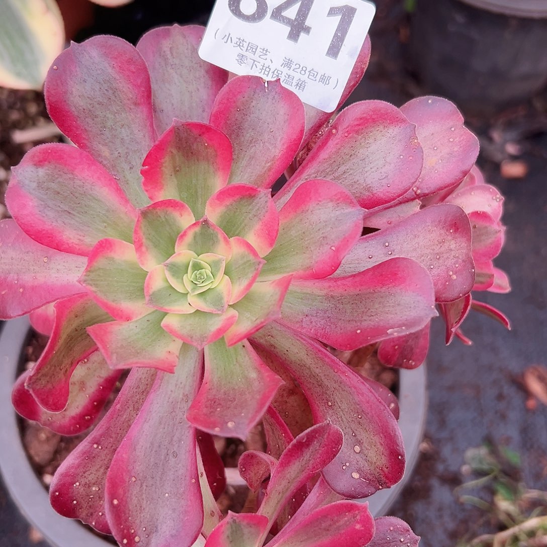 美杜莎老桩841多肉植物