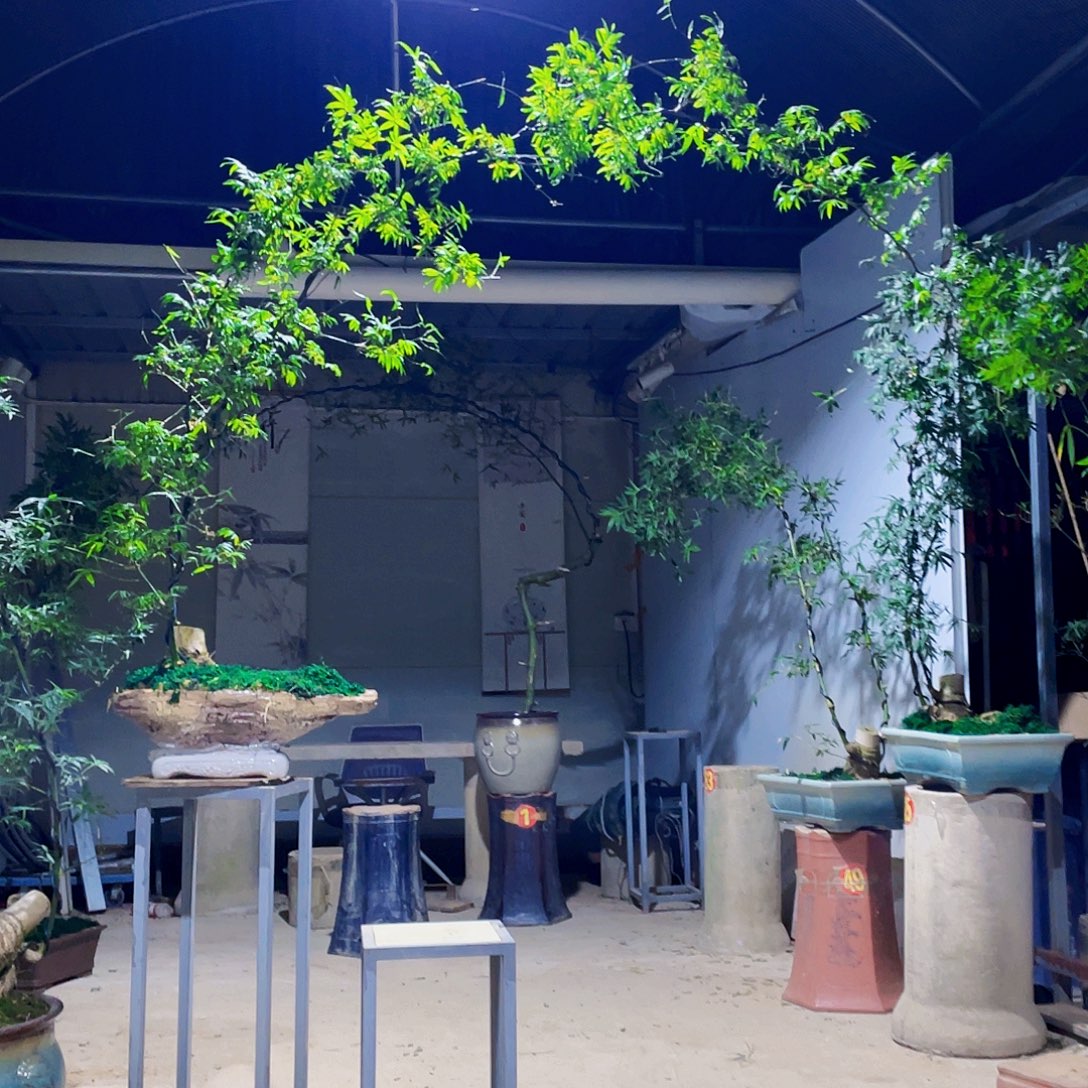 德***翠无花朵小叶簕竹熟桩陶瓷盆一物一拍