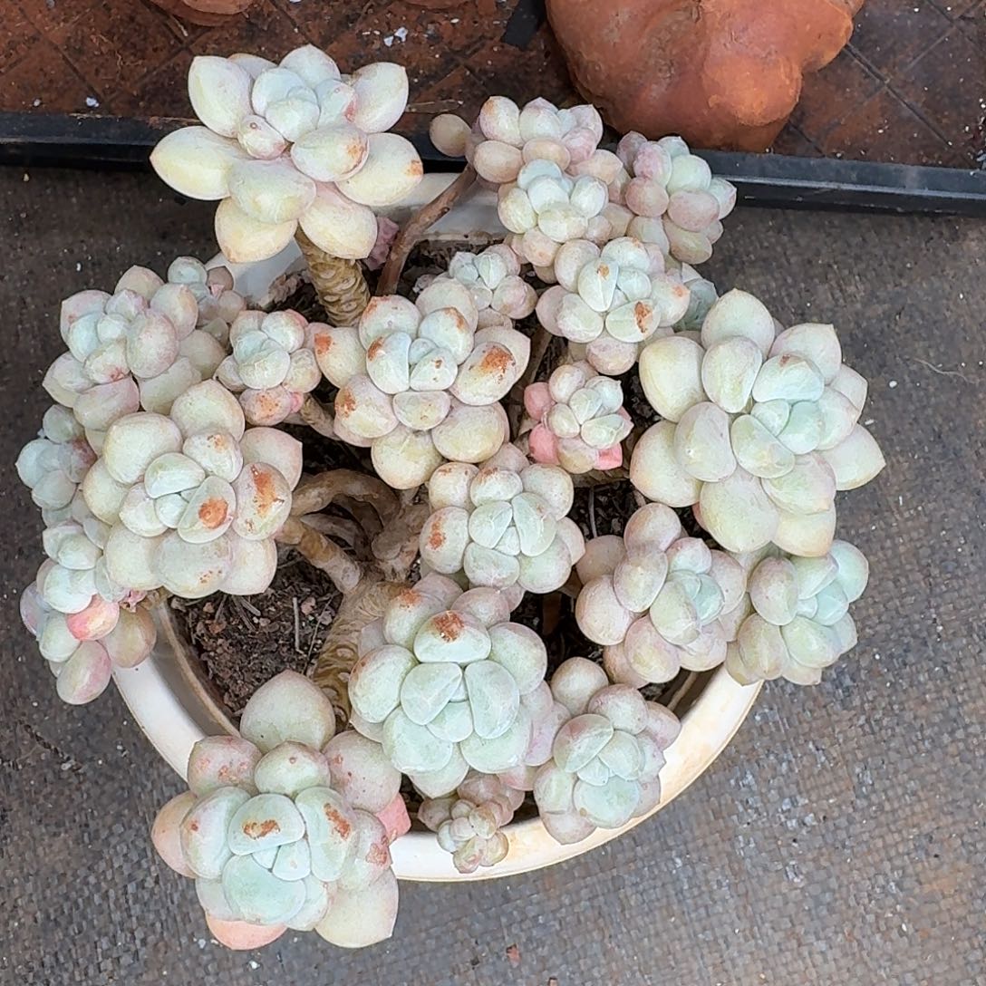 乄***心泡泡糖多肉植物一颗