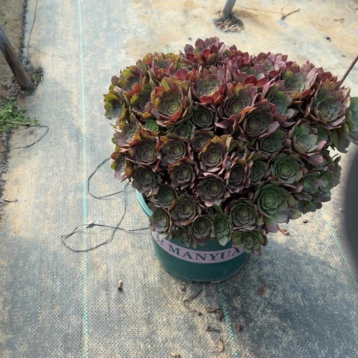 16万圣节多肉多肉多肉