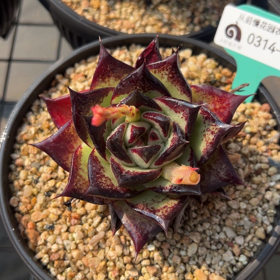 从前慢多肉精选编号0314.81