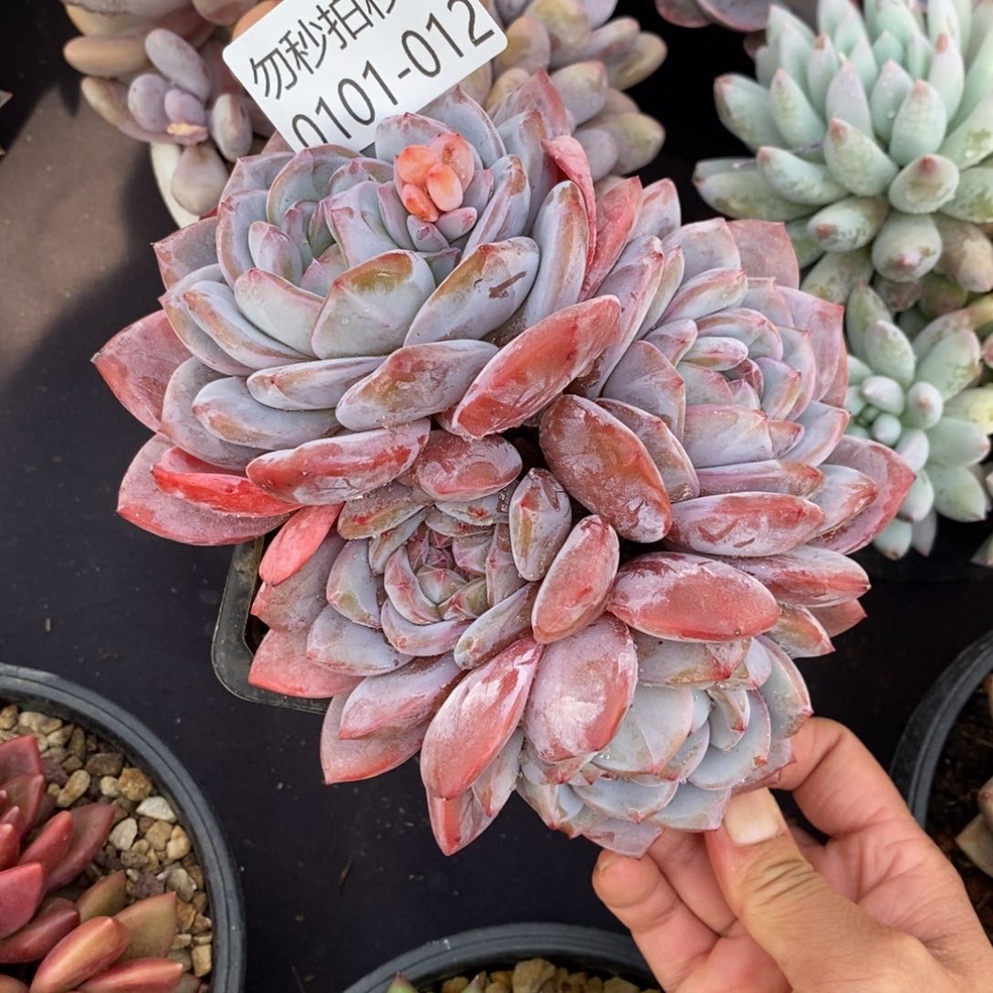 两单包邮0101-12石榴籽