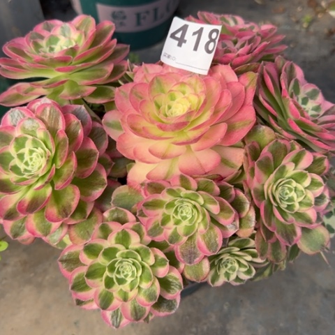 418玉资20厘米左右