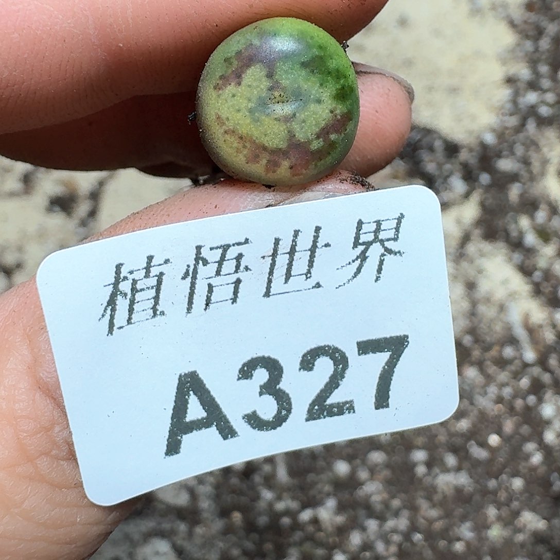 327号多肉植物哇d f