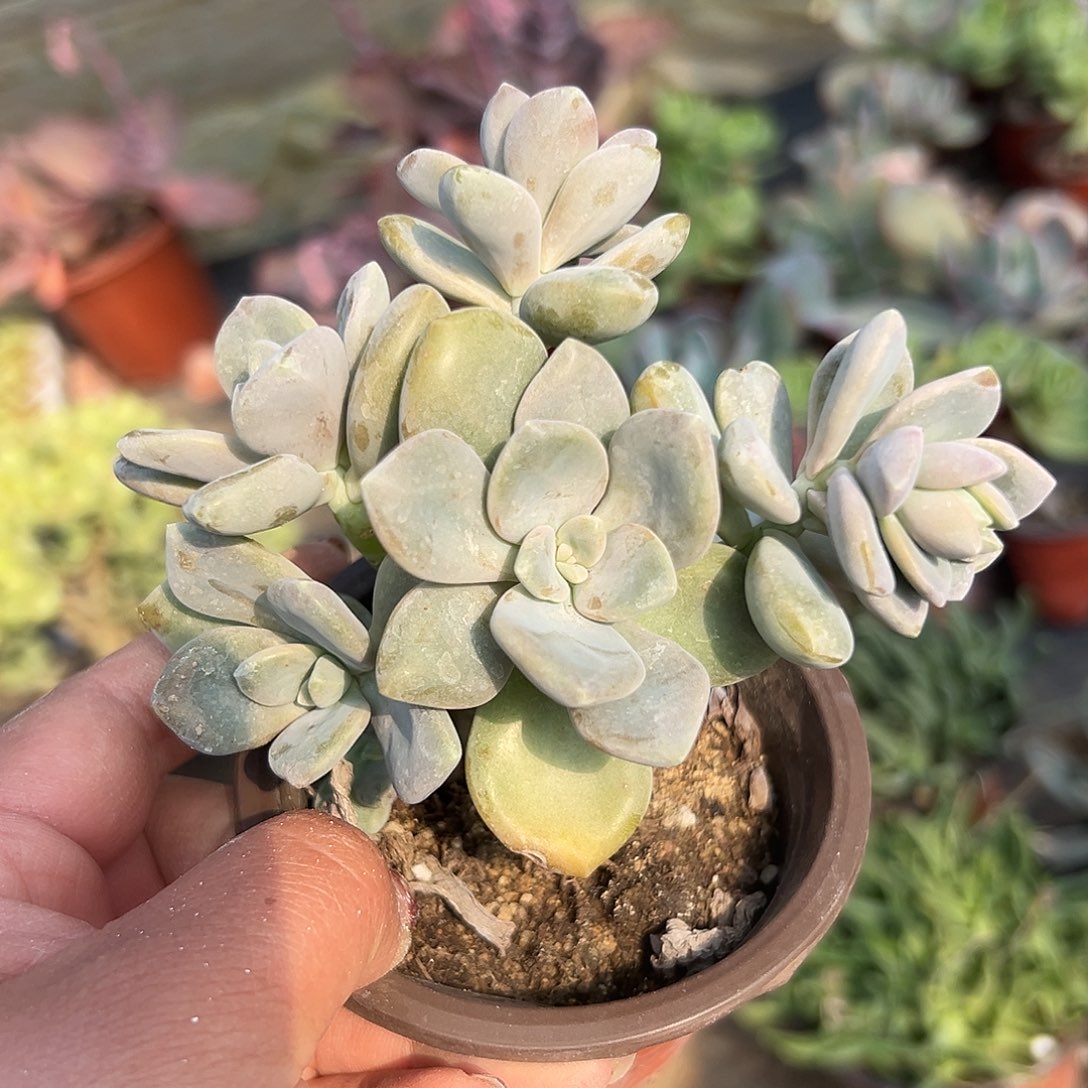 多肉植物多肉植物