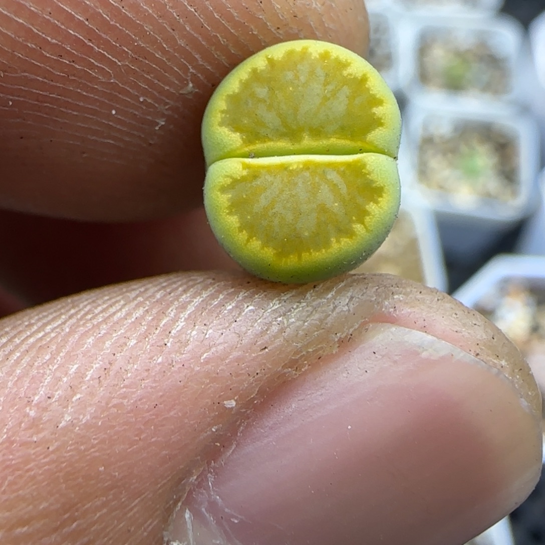 066 生石花大棚直播