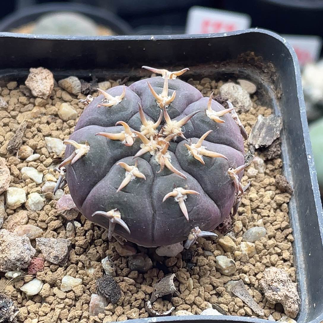 实生紫皮天平猫爪仙人球