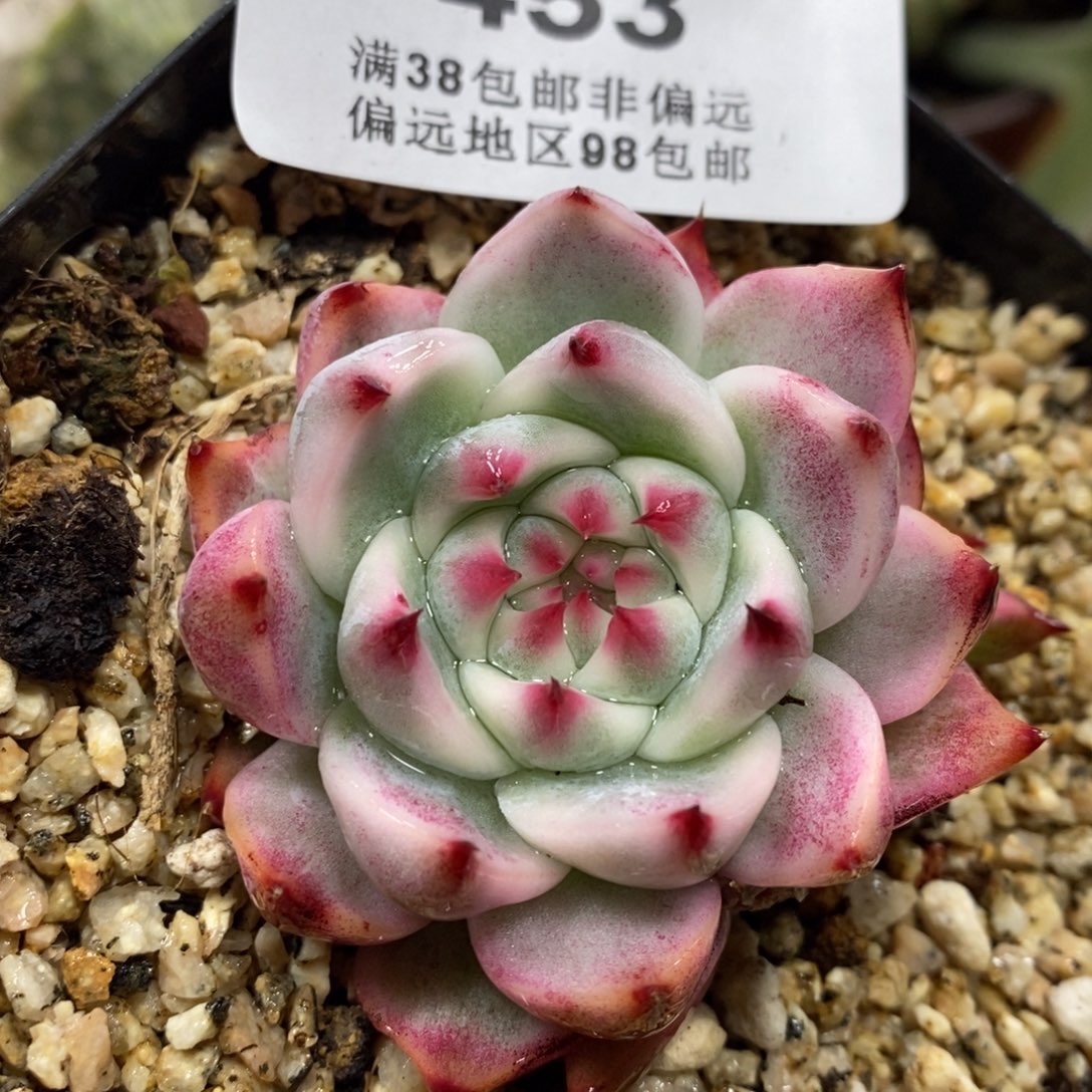 453吉娃锦单头带侧芽