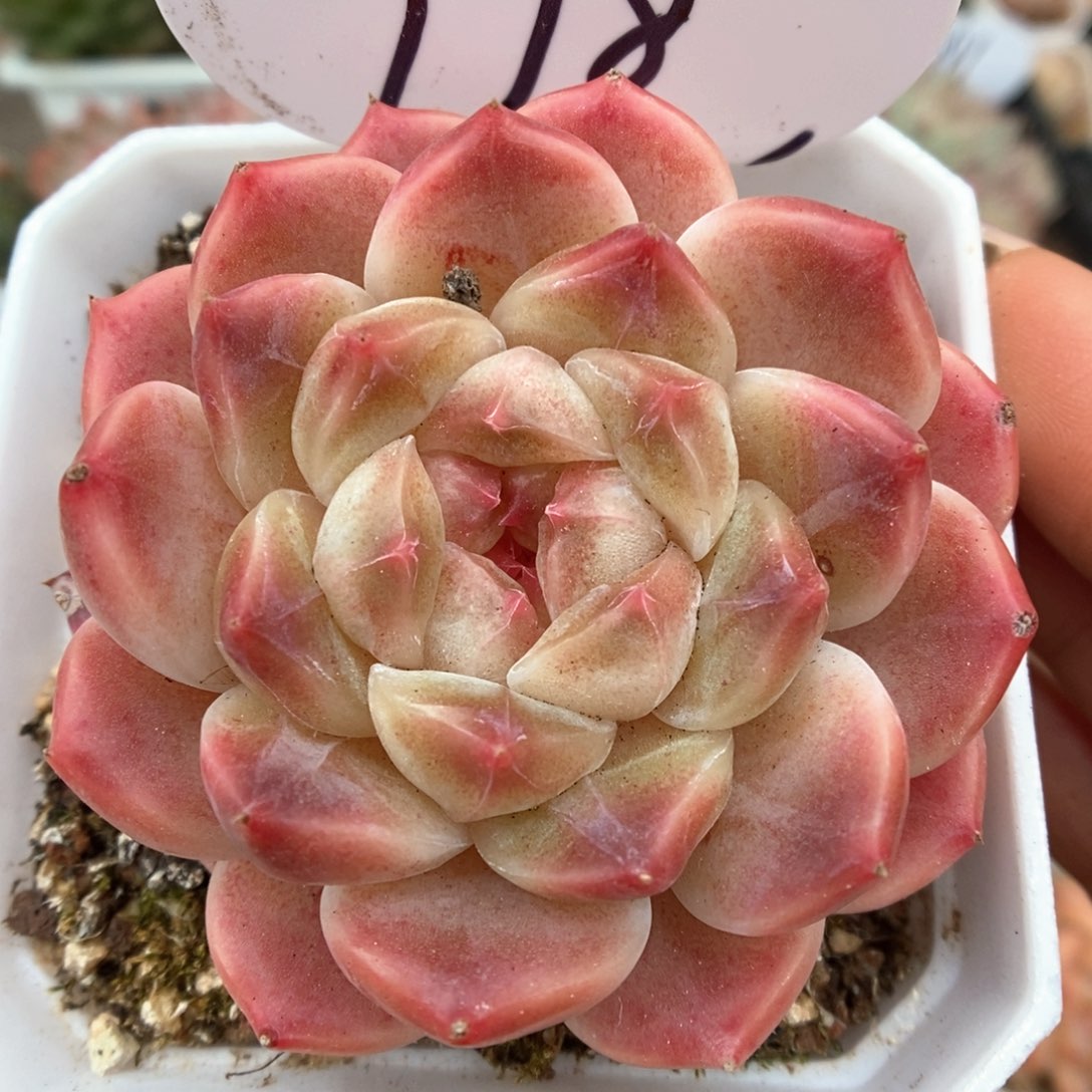 糖心粉魄可拍978号。