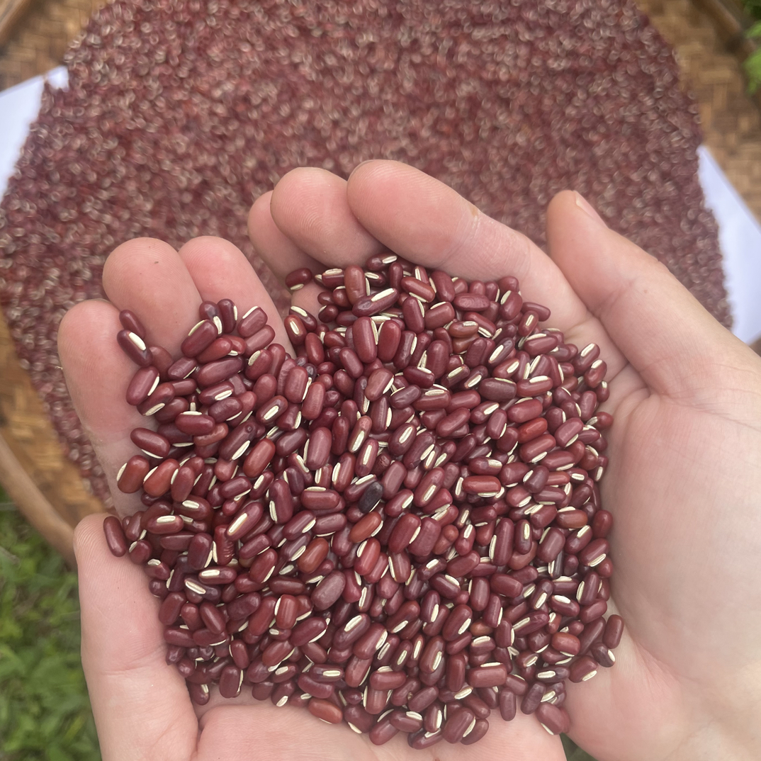 赤小豆（农家好物）