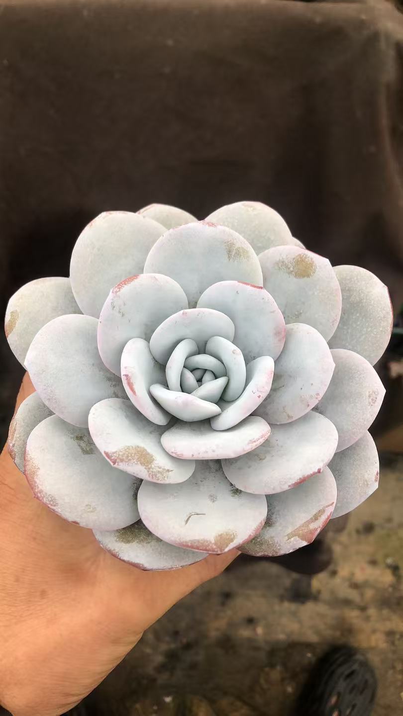 厚叶圆叶雪莲精控 多肉