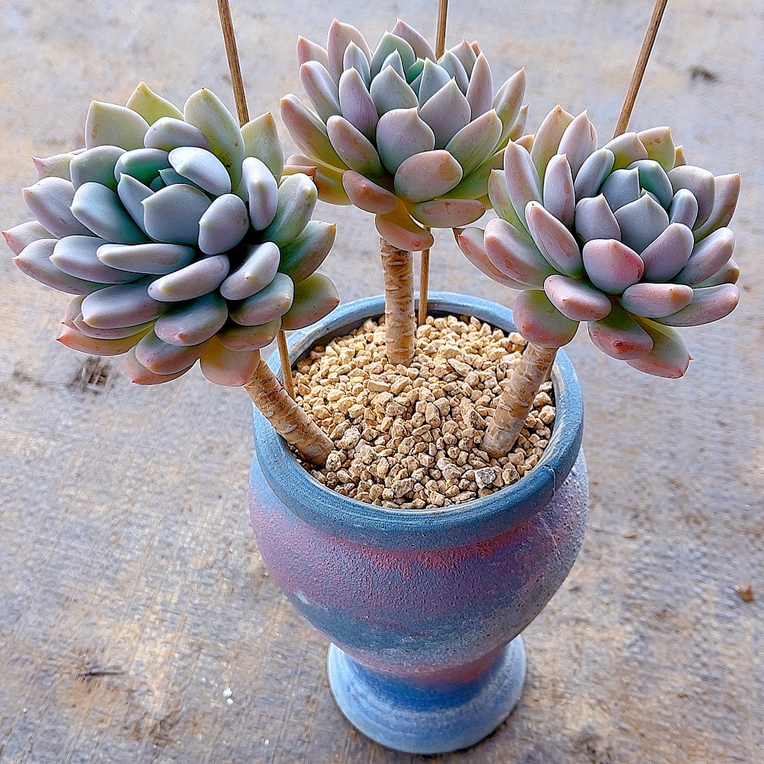 满15包邮（胖美人）多肉绿植 吸甲醛 防辐射 净化 空气 3头起美人系