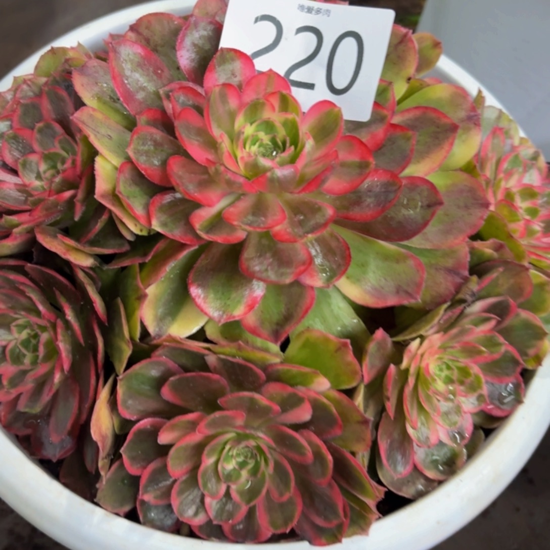 哈哈多肉葡萄福利220