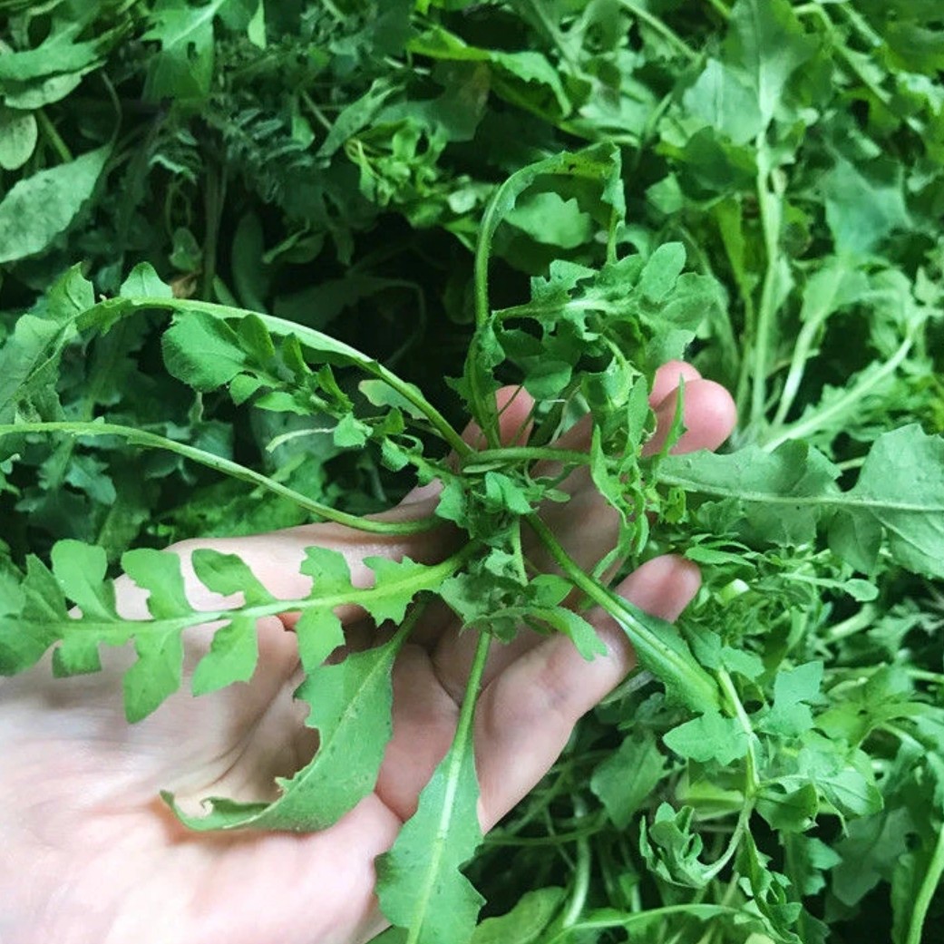 苏北农家露天荠菜现挖现发新鲜荠菜【顺丰包邮】