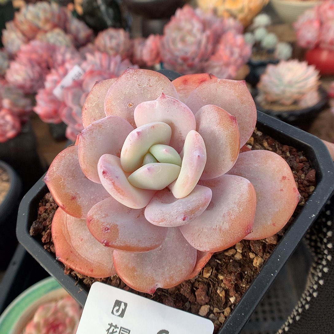 661奶茶多肉植物66666