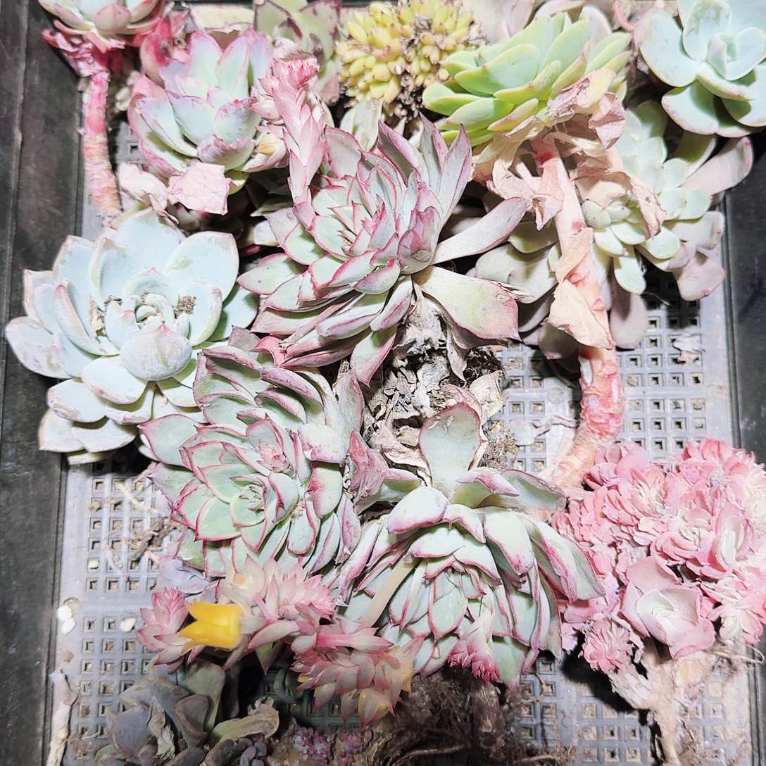 满20包邮零下拍保温箱25号筐无售后