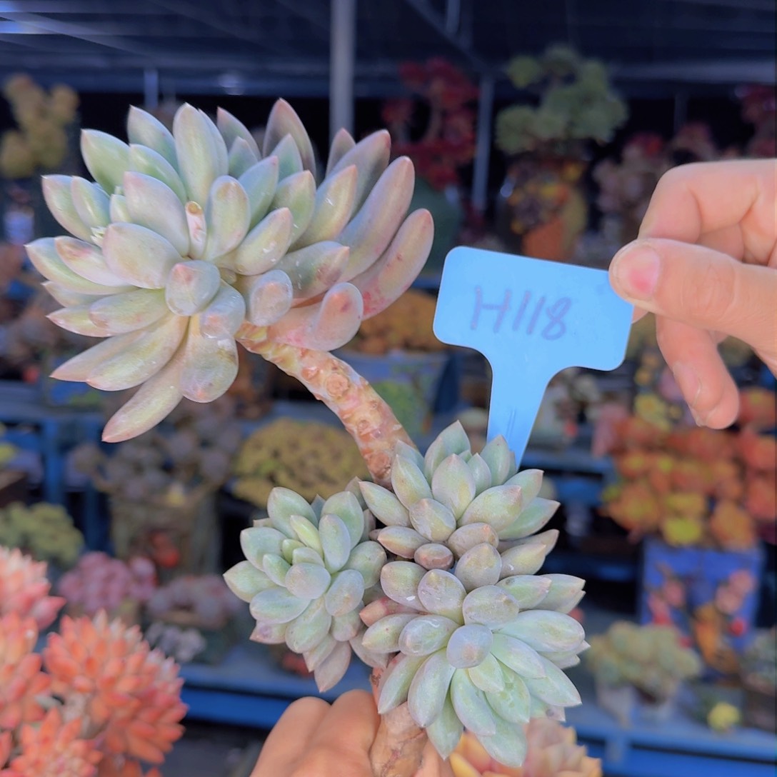 多肉植物的生长发育