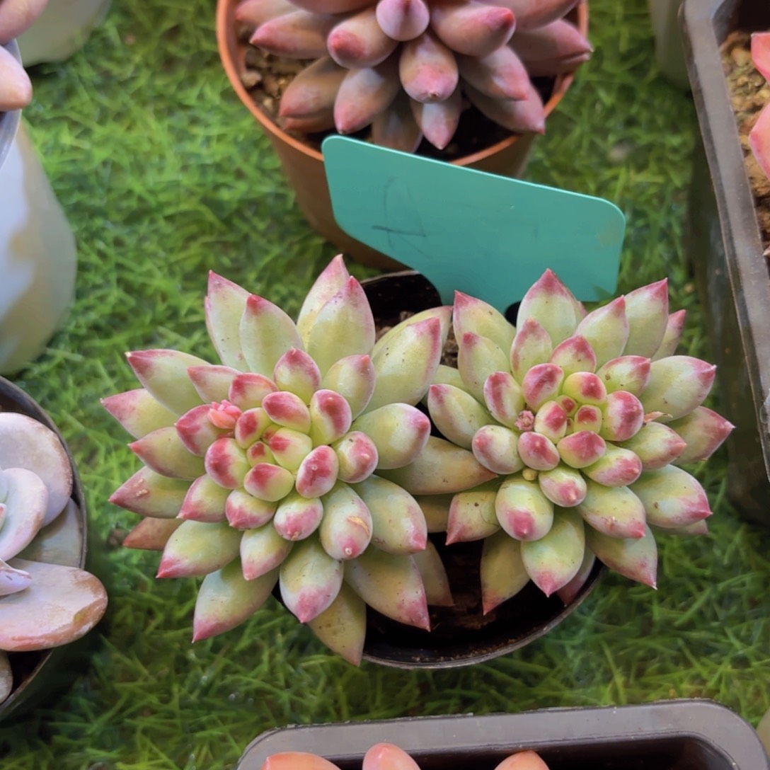 ****妹云南金致家精品多肉