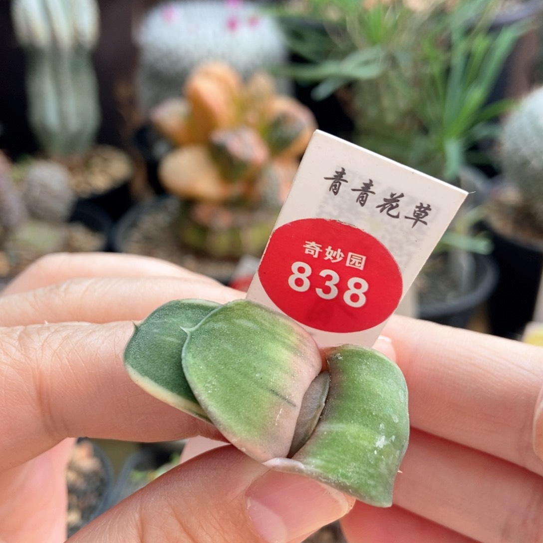 卧牛锦一颗仙人球