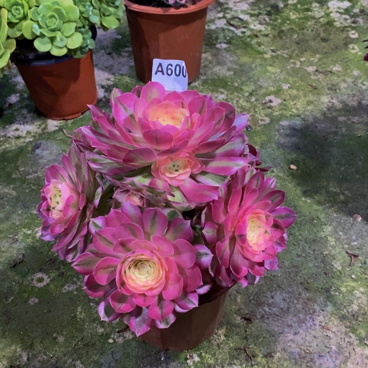 倾城多肉植物600