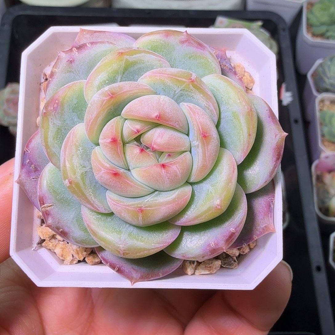 干冰单头开播福利