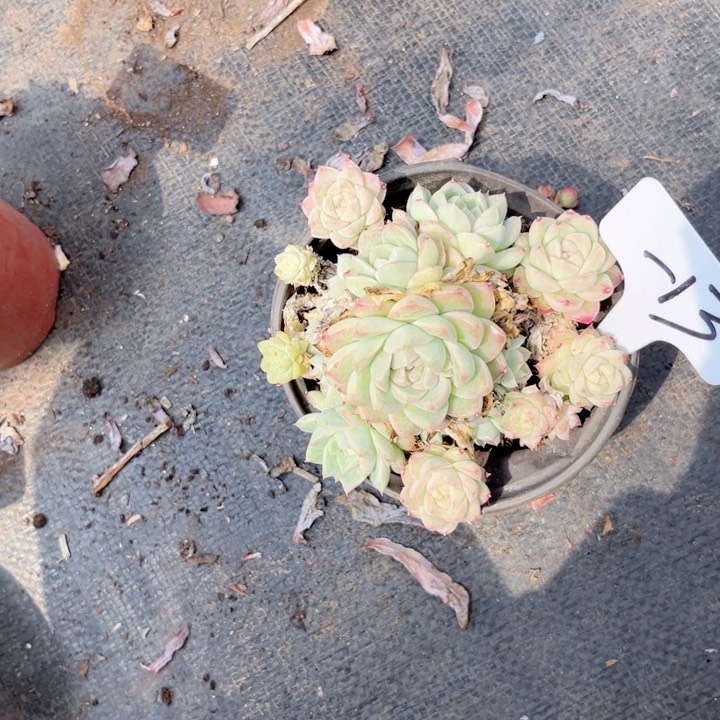 晨语多肉一物一拍一1 3