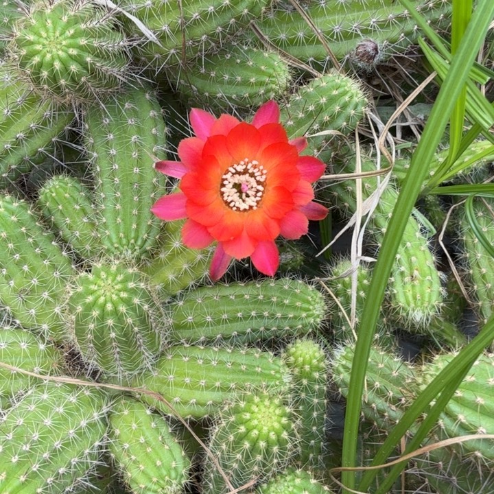 白檀仙人掌355侧芽一个