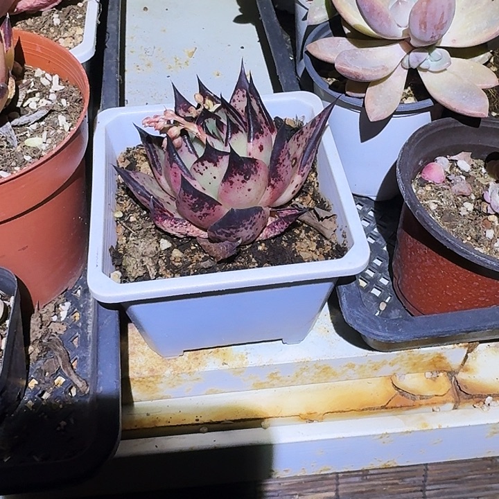 如*多肉植物一物一拍