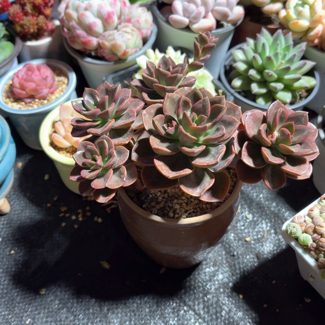 巧克力方砖多肉整群带盆发货