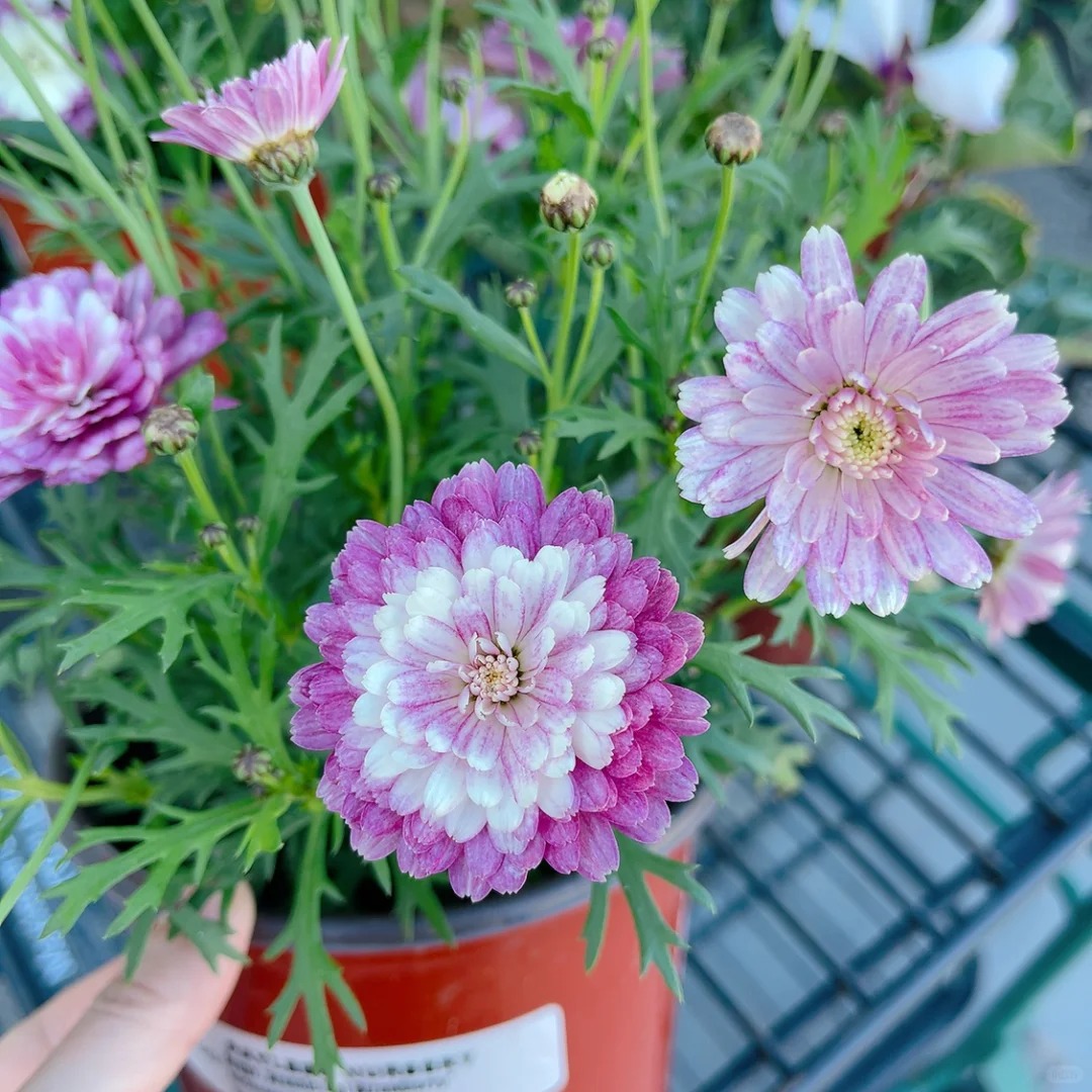 【奶油草莓】玛格丽特盆栽地栽阳台庭院室内室外花卉花园植物耐寒盆