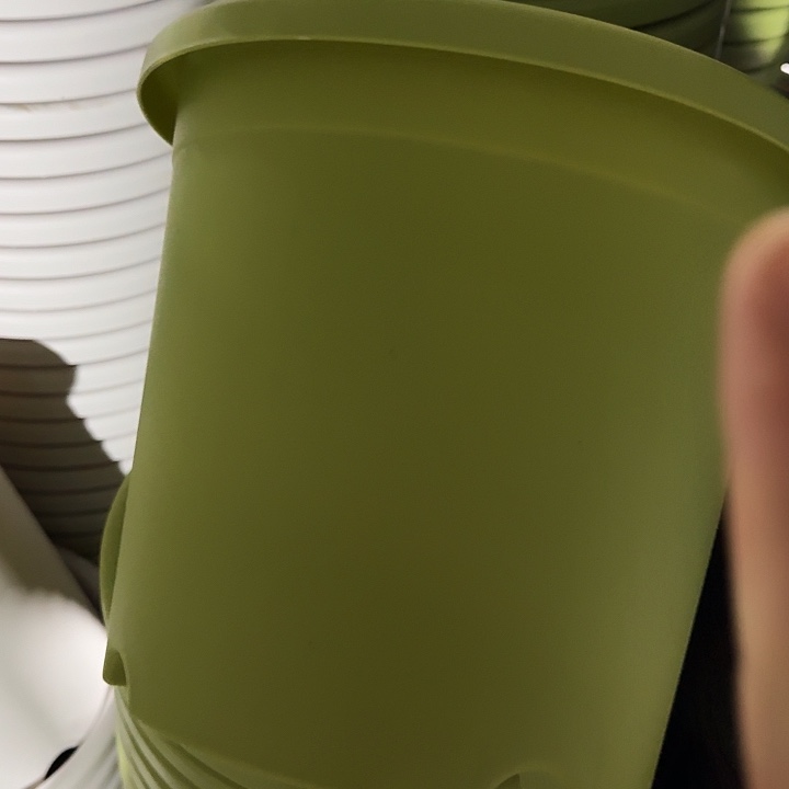 四季5号果绿无托10个特价