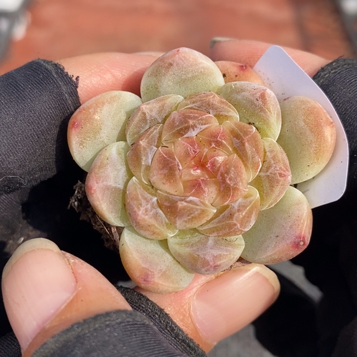 1211-588，糯心魄多肉