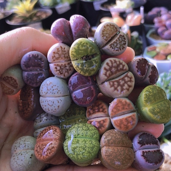 无花朵1322，21颗1.6-2厘米